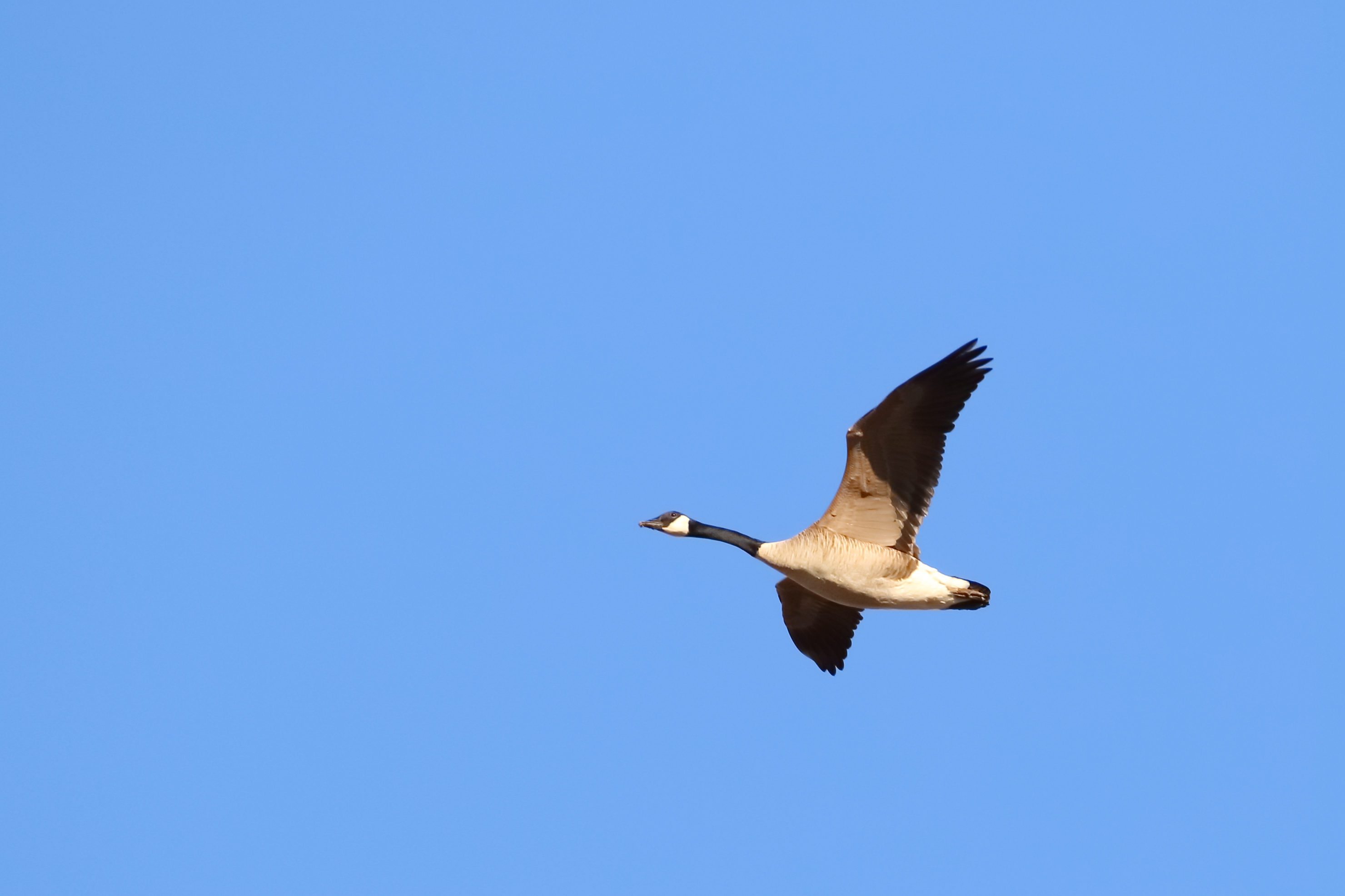 Canada Goose image